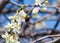 Spring. apple Trees in Blossom. flowers of apple. white blooms of blossoming tree close up. Beautiful spring blossom of apple cher