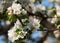Spring. apple Trees in Blossom. flowers of apple. white blooms of blossoming tree close up. Beautiful spring blossom of apple cher