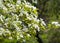 Spring. apple Trees in Blossom. flowers of apple. white blooms of blossoming tree close up. Beautiful spring blossom of apple cher