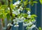 Spring. apple Trees in Blossom. flowers of apple. white blooms of blossoming tree close up. Beautiful spring blossom of apple cher