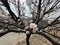 In spring, apricot blossoms bloom in the wild mountains