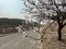 In spring, apricot blossoms bloom in the wild mountains