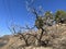 In spring, apricot blossoms bloom in the wild mountains