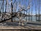 In spring, apricot blossoms bloom in the wild mountains