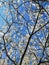 Spring apricot flowers and blue sky