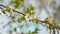 Spring April bloom white flower tree foliage on a wind