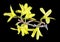 Spring April Forsythia bush branches with yellow flowers macro isolated black