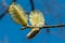 In the spring of April, very beautiful willow buds, photographed close-up