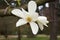 Spring in the arboretum, the interior of a white magnolia flower