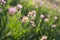 Spring arid meadow with small flowers backlit