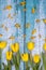 Spring arrangement of yellow tulip flowers on a blue background. Congratulations on Easter.