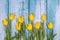 Spring arrangement of yellow tulip flowers on a blue background. Congratulations on Easter