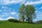 Spring Aspen under Cirrus Sky