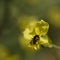 Spring australian native stingless bee