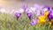 Spring awakening background banner panorama - Blossoming purple and yellow crocuses on a green meadow illuminated by the morning