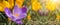 Spring awakening background banner panorama - Blossoming purple and yellow crocuses on a green meadow illuminated by the morning