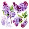 Spring Awakening: Beautiful Lilac Watercolor Stock Photo for Your Projects Ai Generate