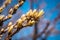 During the spring awakening on the branches of sea buckthorn swelled its unusual buds.