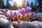 Spring awakening Crocuses bloom in a snowy forest, text copy space