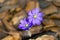 Spring awakening, flowers of liverwort in spring, Hepatica nobilis, Anemone hepatica
