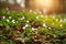 Spring awakening of flowers and vegetation in forest on sunset