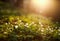 Spring awakening of flowers and vegetation in forest on sunset b