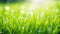 Spring Awakening: A Vibrant Closeup of Dewy Green Grass and Lush