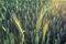 Spring Awakening: A Vibrant View of Young Wheat Stalks Bursting with Life