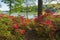 Spring Azalea Plants Blooming at Brighton Dam in Maryland