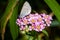 Spring Azure Celastrina agriolus butterfly on Chinese Yarrow