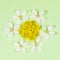 Spring backdrop with shape flower laid out of white apple tree flowers and yellow acacia on gentle green. Top view.