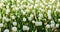 Spring backdrop. Tulips field. White tulips blooming. Happy mothers day. Womens day concept. Spring season. Pleasant