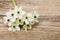 Spring background with arabian star flower (ornithogalum arabicum)