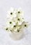 Spring background with arabian star flower (ornithogalum arabicum)