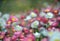 Spring background of Australian everlasting daisies