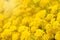 Spring background with beautiful yellow Alyssum flowers.