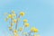 Spring background with beautiful yellow flowers against clear blue sky of summer life begin concept idea