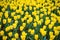 Spring background with beautiful yellow tulips. Bunch of tulips hrowing on the field. Netherlands. Keukenhof. Holland.