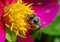 Spring background. Bee and flower. Pollination