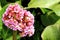 Spring background with blooming Bergenia