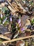 Spring background with blooming purple crocuses in early spring. Autumn old leaves.Crocus Iridaceae iris family , banner image