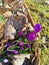 Spring background with blooming purple crocuses in early spring. Autumn old leaves.Crocus Iridaceae iris family , banner image