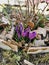 Spring background with blooming purple crocuses in early spring. Autumn old leaves.Crocus Iridaceae iris family , banner image