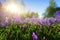 Spring background with blooming purple flowers