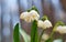 Spring background. Blossom flowers in the forest close-up. White flower Leucojum vernum