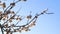 Spring background of a blossoming apricot tree