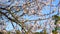 Spring background of a blossoming apricot tree