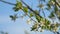 Spring background of a blossoming plum tree