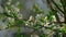 Spring background of a blossoming plum tree