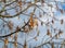 Spring background with branches of Pennsylvania Ash \\\'Cimmzam\\\'.